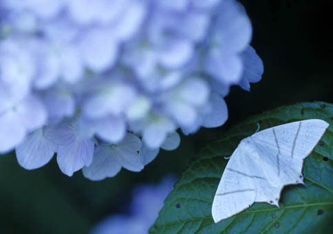 青いアジサイ