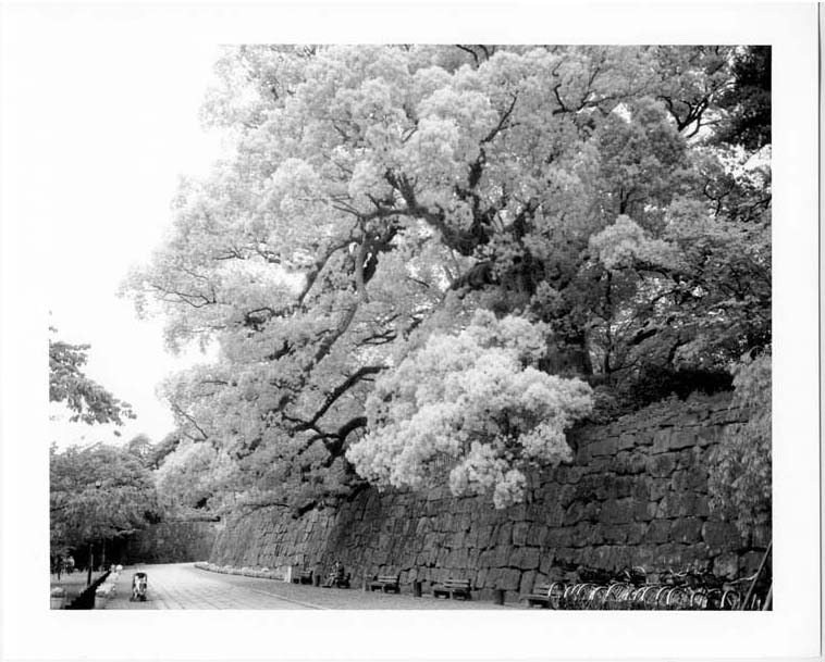 和歌山城の楠木