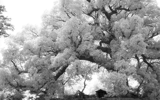 コニカの赤外線フィルム