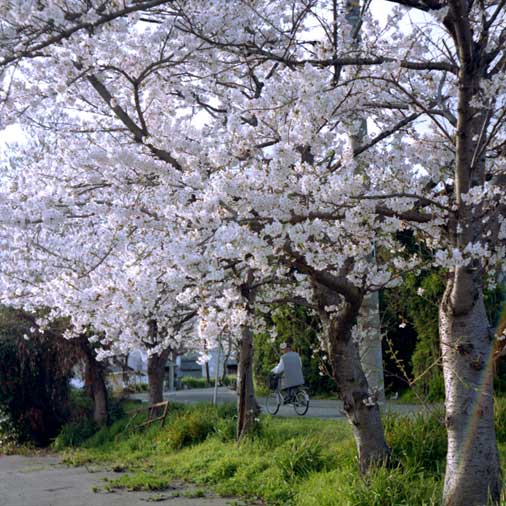 歴史を見ている桜&人