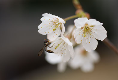 ڂ̍