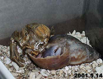 ayuudappi2.jpg (30404 oCg)