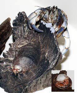 bellsupa10yen.jpg (18951 oCg)