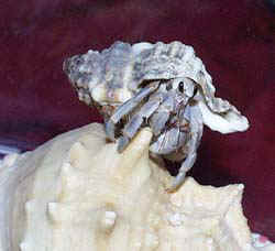 bora.jpg (17233 oCg)