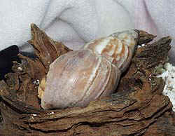 fuuaohirune3.jpg (21041 oCg)