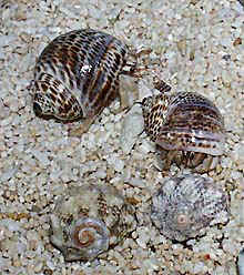 hanakohana9.jpg (35404 oCg)