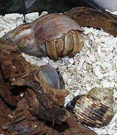 sanninyoreba1.jpg (33570 oCg)