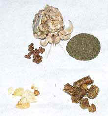 sihannoesa01820.jpg (14940 oCg)