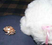 wanwantoissho2.jpg (10996 oCg)