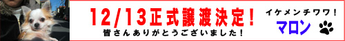 保護犬マロンバナー