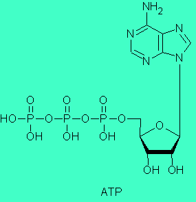 adenosine triphosphate