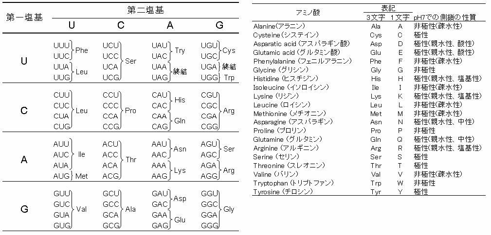 コドン アミノ酸