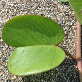 高浜町海辺の植物（グンバイヒルガオ