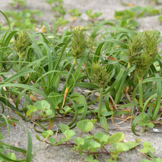 高浜町海辺の植物（コウボウムギ