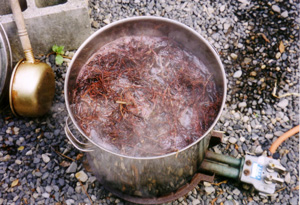 日本茜の根