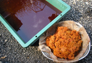 紅花 紅花