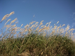 生石高原