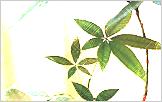 green11