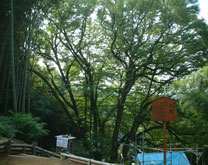 ookatura
