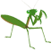 オオカマキリ