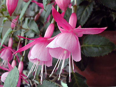 Beacon Rosa (r[RE[U)