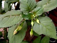 Large leaves