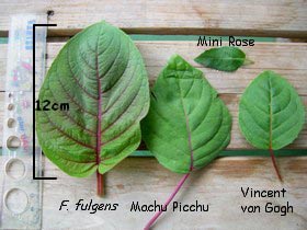 Size of the leave of F. fulgens