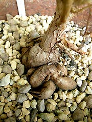 Tuberous root of F. fulgens