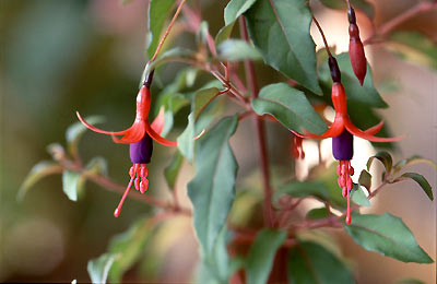 A variety of F. magellanica