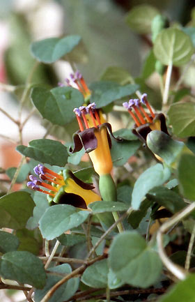 Fuchsia procumbens