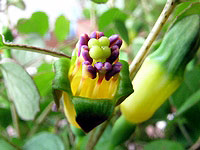 Female flower of F. procumbens