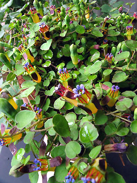 F. procumbens in May