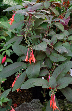 Plant named as G. Bonstedt in a botanical garden