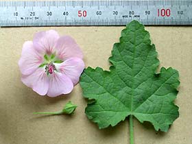 Anisodontea malvastroides ̉ԂƗt̃TCY