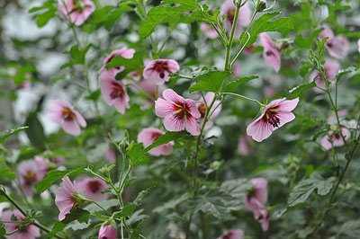 Anisodontea, unknown (̕s̃Aj\heA)