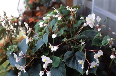 Begonia grandis ssp. evansiana - ExjVEJChE@(9)