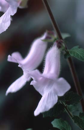 Ceratotheca triloba - PgeJEgo