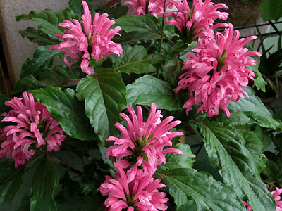 Justicia carnea - TSoi