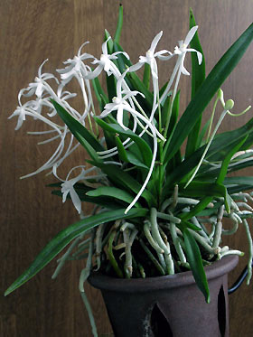 Neofinetia falcata (tE)