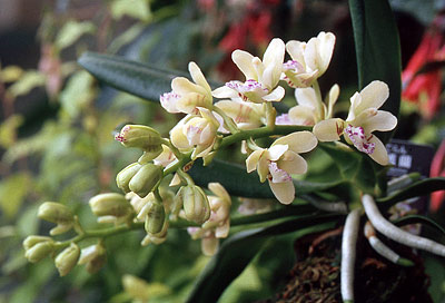 Sedirea japonica (iS)