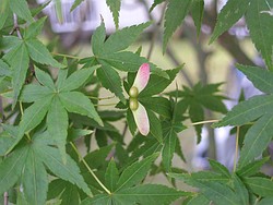 イロハカエデの種子