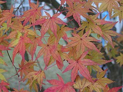 カエデの紅葉
