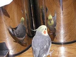 鳳珠ナルシスト中