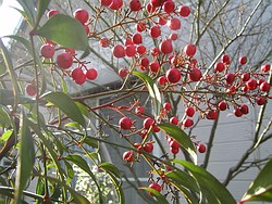 庭の南天