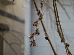 枝垂桜の芽吹き