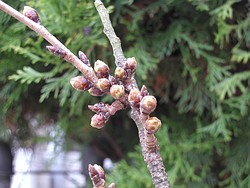 ソメイヨシノの芽
