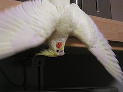 おめでとう1000回