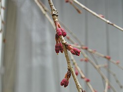 今日の枝垂桜