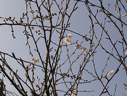 初ソメイヨシノ