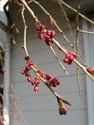 枝垂桜の蕾